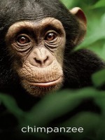 Chimpanzee